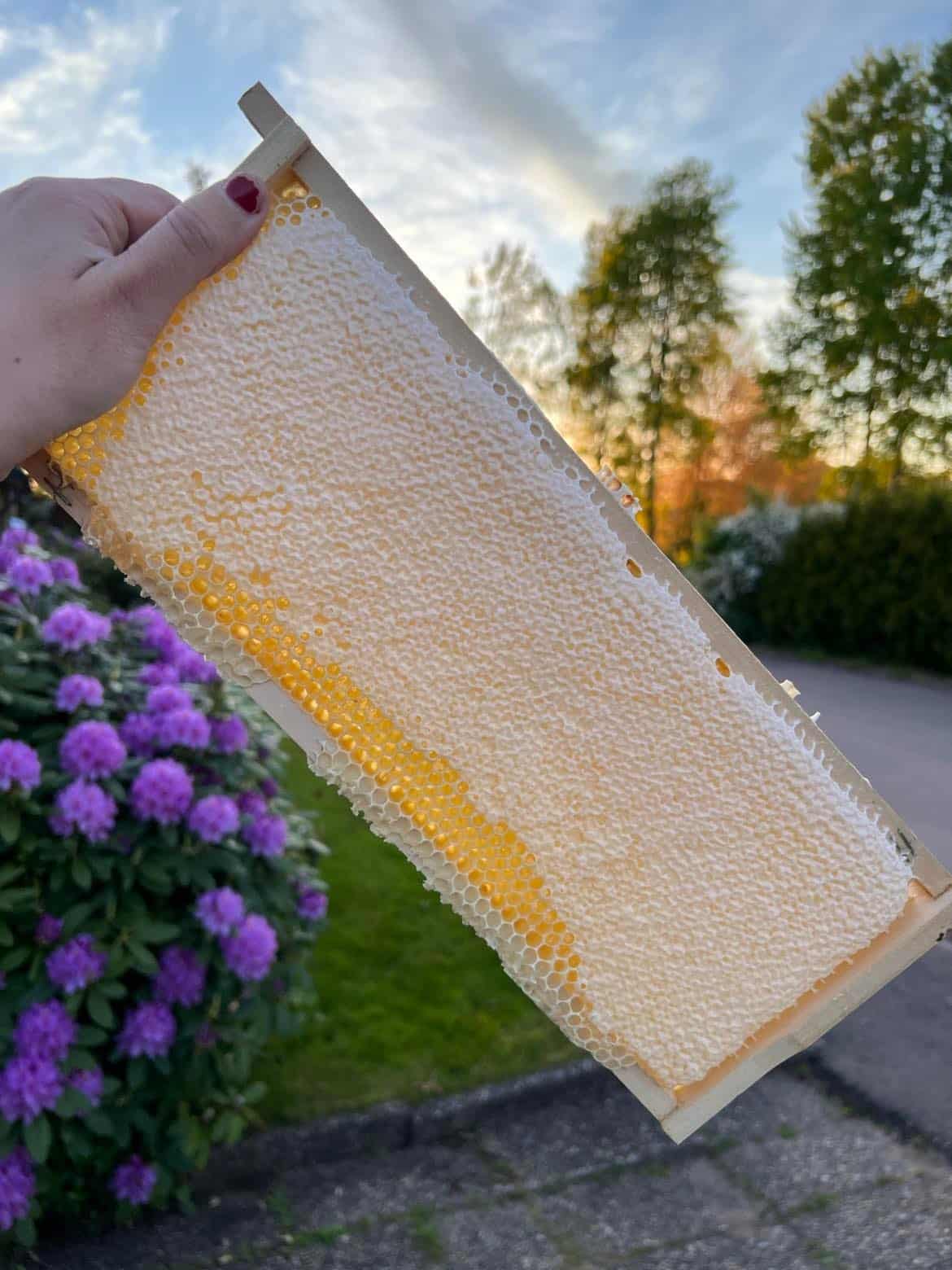 Honungskvalite